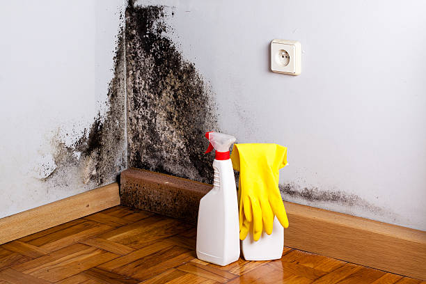 Best Basement water damage restoration  in Commerce, OK